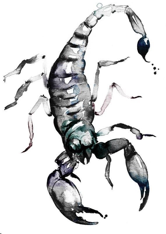 scorpion, watercolor, art