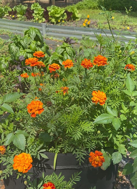 Purple amaranth, marigolds, yellow dill flowers
