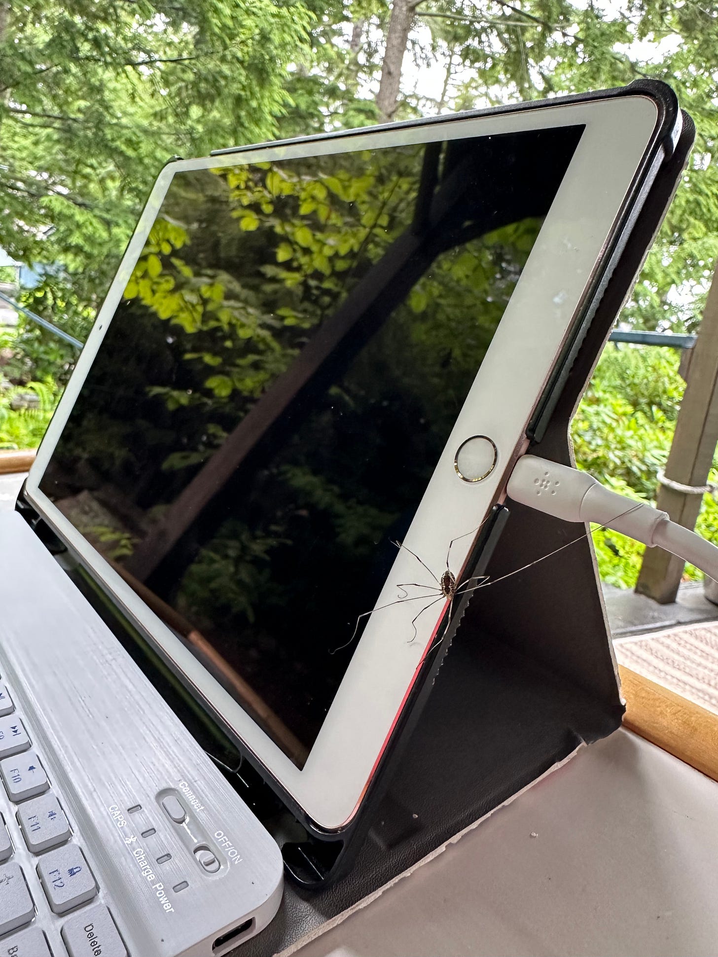 A spider crawls on Liz’s iPad