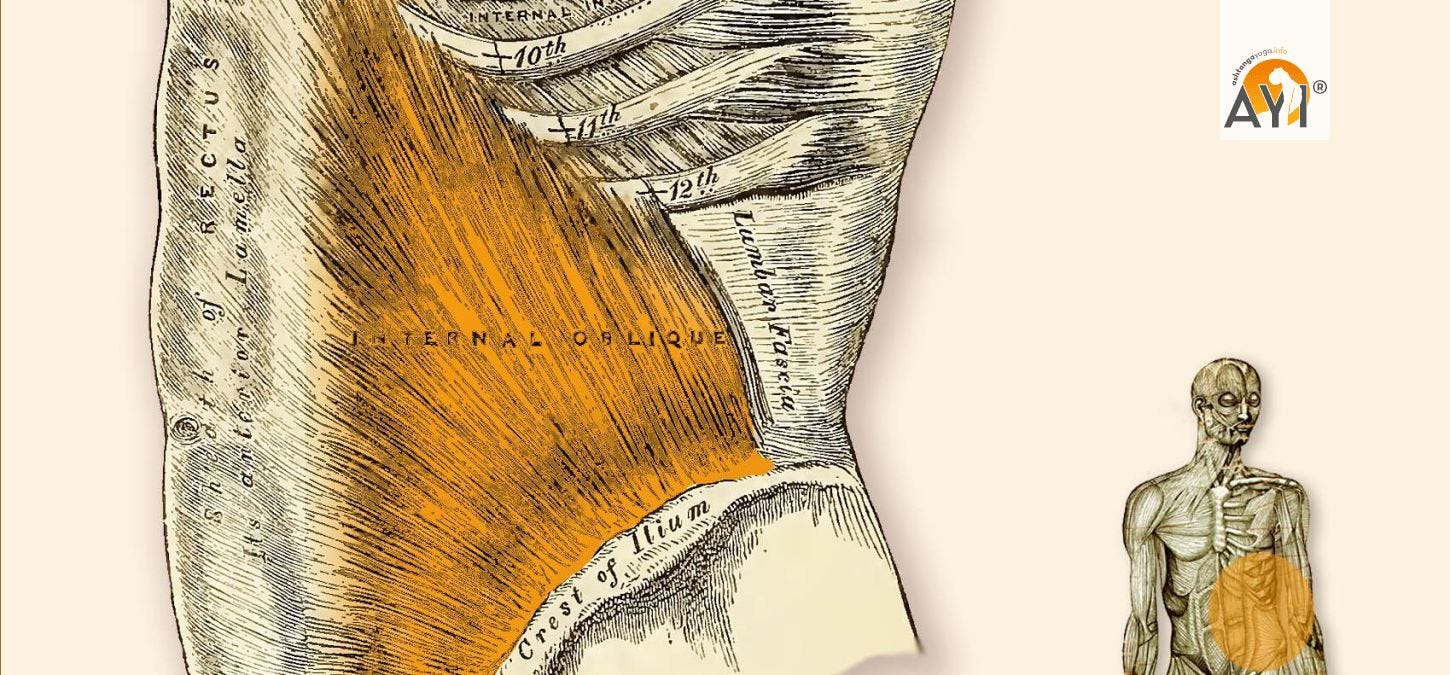 M. Obliquus Abdominis Internius - Innerer schräger Bauchmuskel -  AshtangaYoga.info