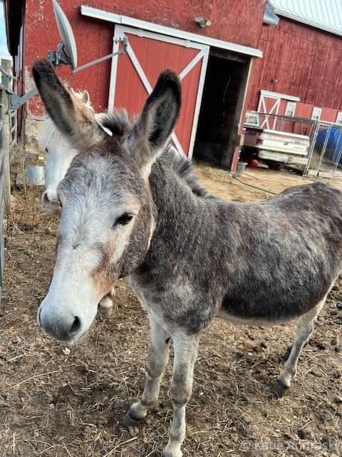 A close-up of a gray donkey near a red barn.