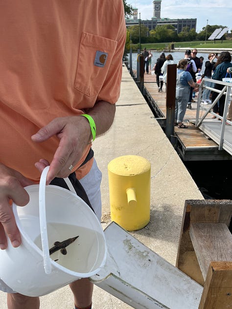 Wisconsin sturgeon spawning and stocking