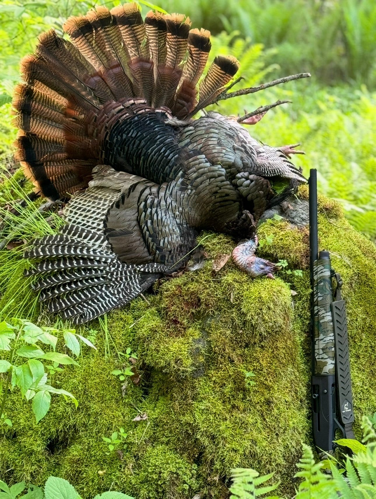 A beautiful wild turkey in the spring sunlight.