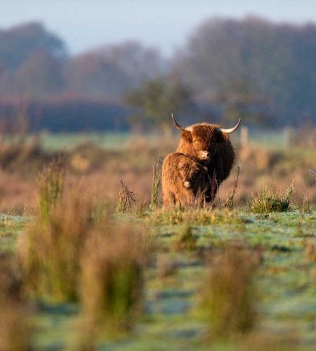 Hooglander met jong nieuwsbrief november Zorgnatuur.nl