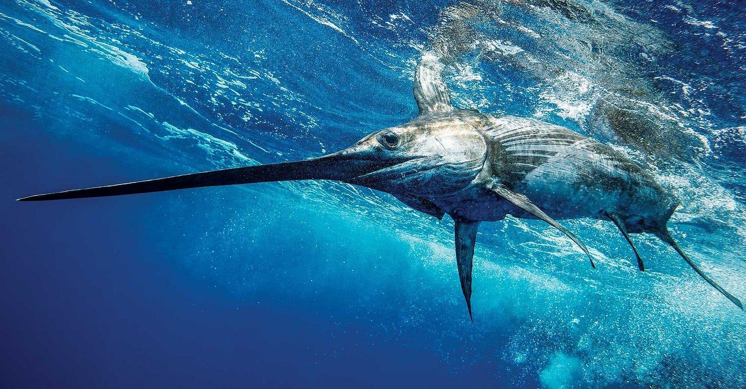 Swordfishing's Most Innovative Tactics from Around the World | Sport  Fishing Mag