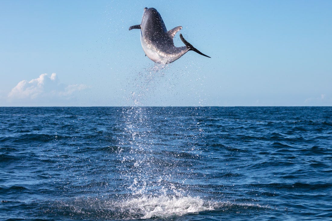I Believe I Can Fly - Jordan Robins Photography