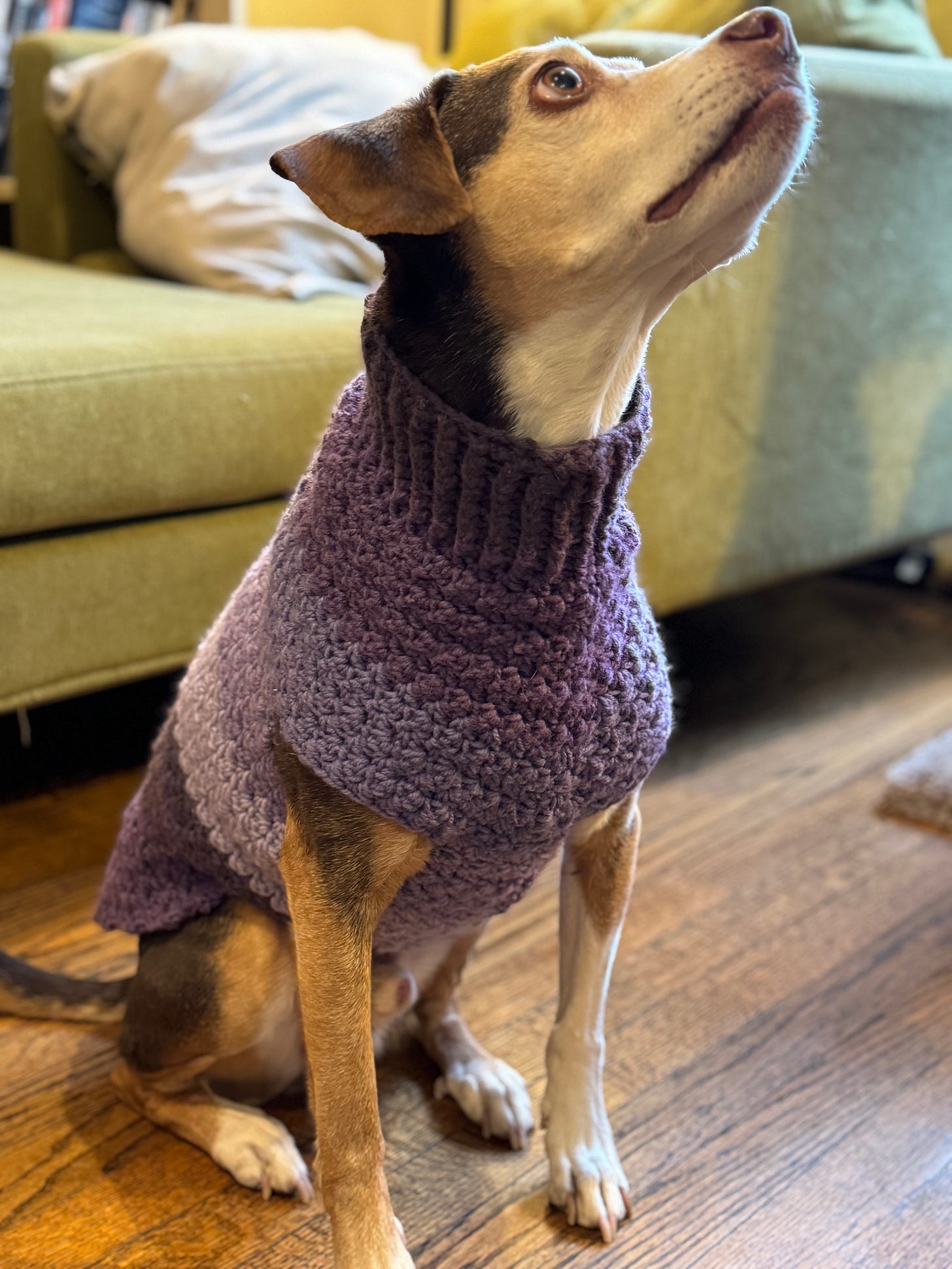 A beagle mix wearing a purple dog sweater that I crocheted.