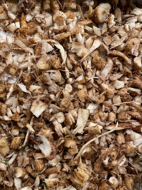 chicory and its roots, whole and chopped
