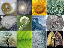 Examples of patterns in nature, including the golden spiral, the ...