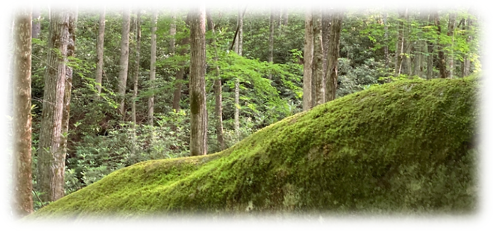 A picture from Sewanee domain of moss-covered rock and forest.