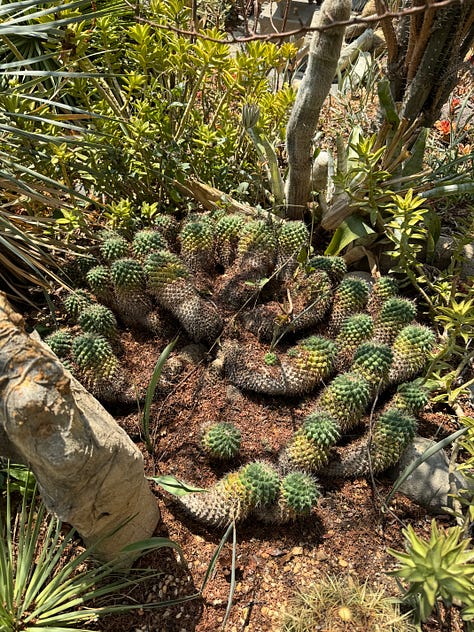 Nine photos displaying an array of cacti.