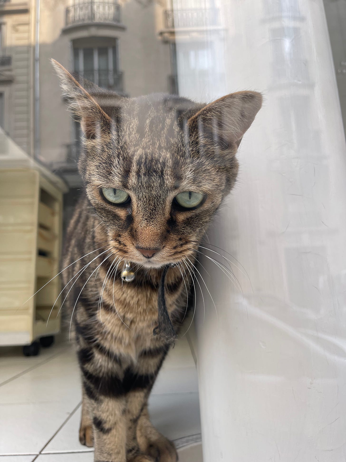 a cat in a window staring at you a cat in a window staring at you