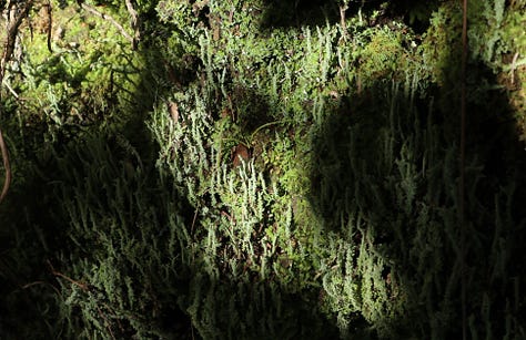 Three images showing mosses, liverworts and lichens growing together in many shades of green.