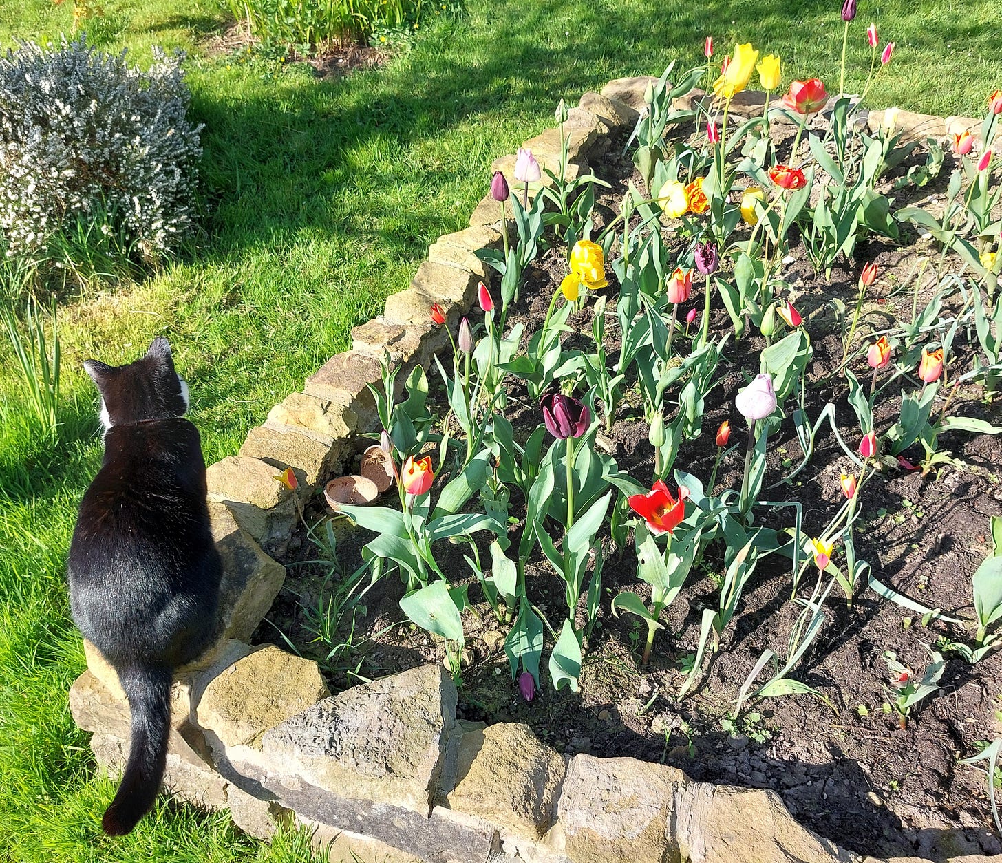 A raised bed full of different coloured tulips with a black cat sitting on the corner in the sunshine A raised bed full of different coloured tulips with a black cat sitting on the corner in the sunshine