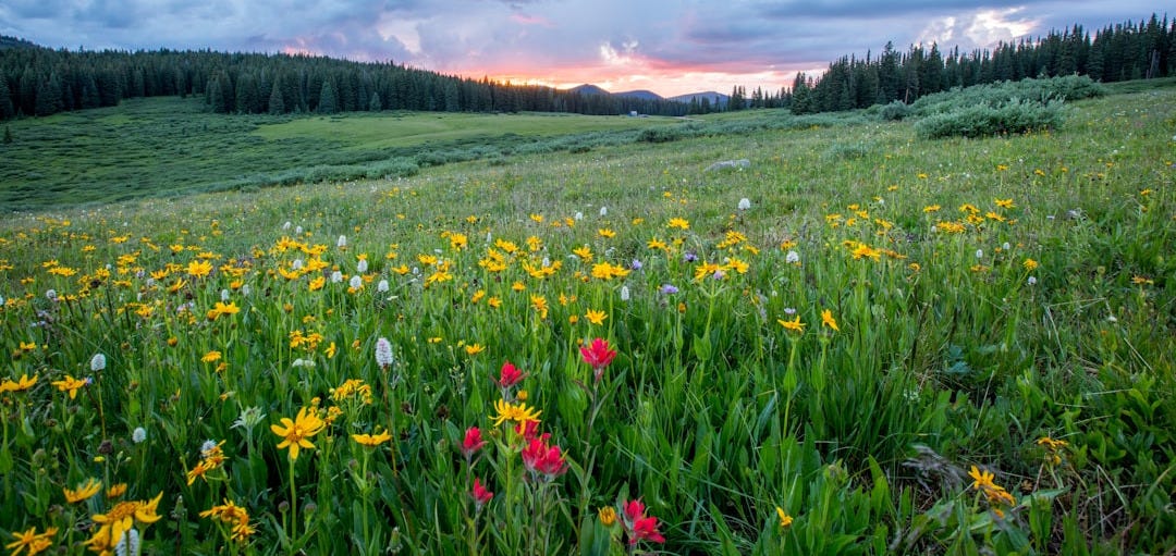 aerial photography of flowers at daytime