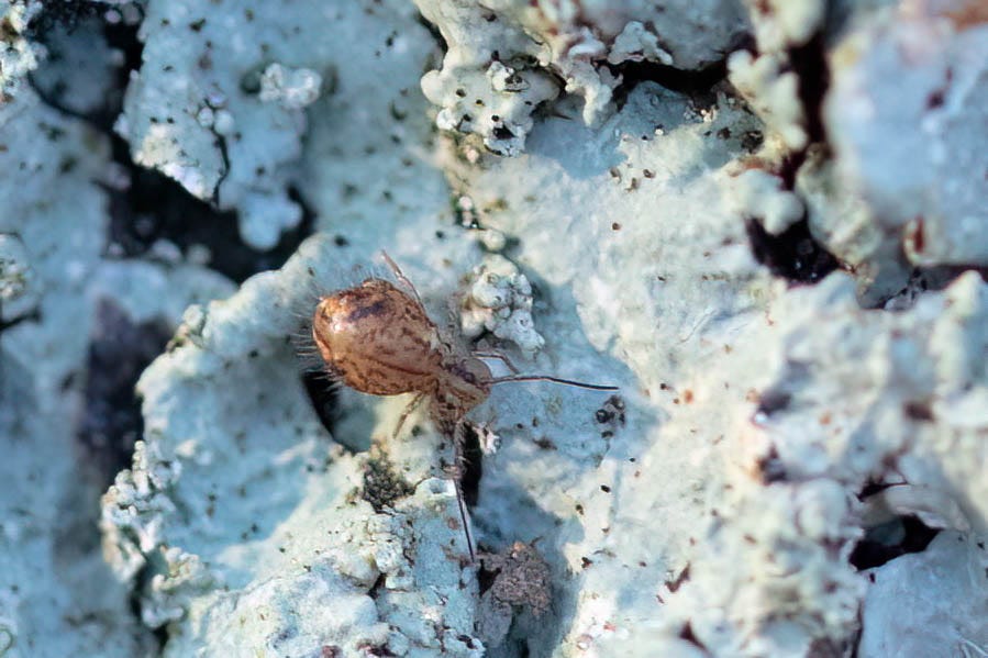 A pale orange-salmon-ish colored springtail with dark purplish-red markings and a very round body, walking across the pale blue, ruffly surface of lichens