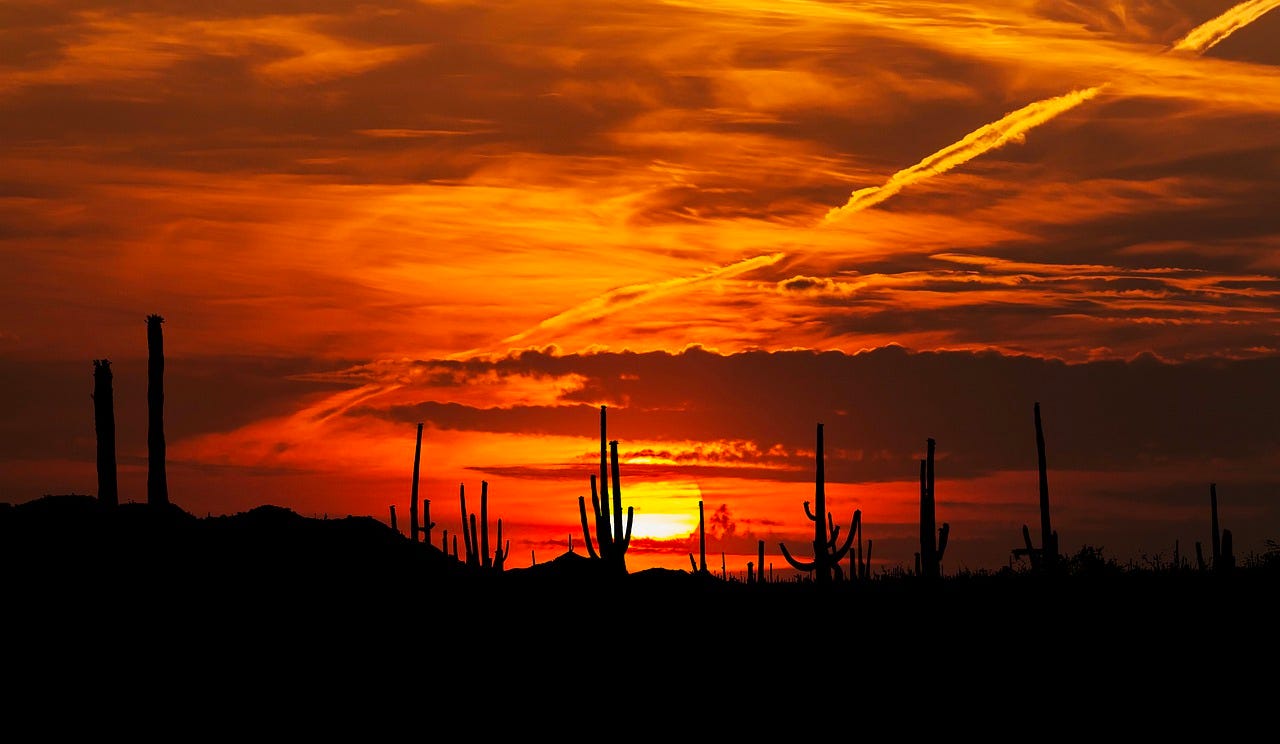 Saguaro silhouettes at sunset