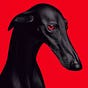 the red room's avatar