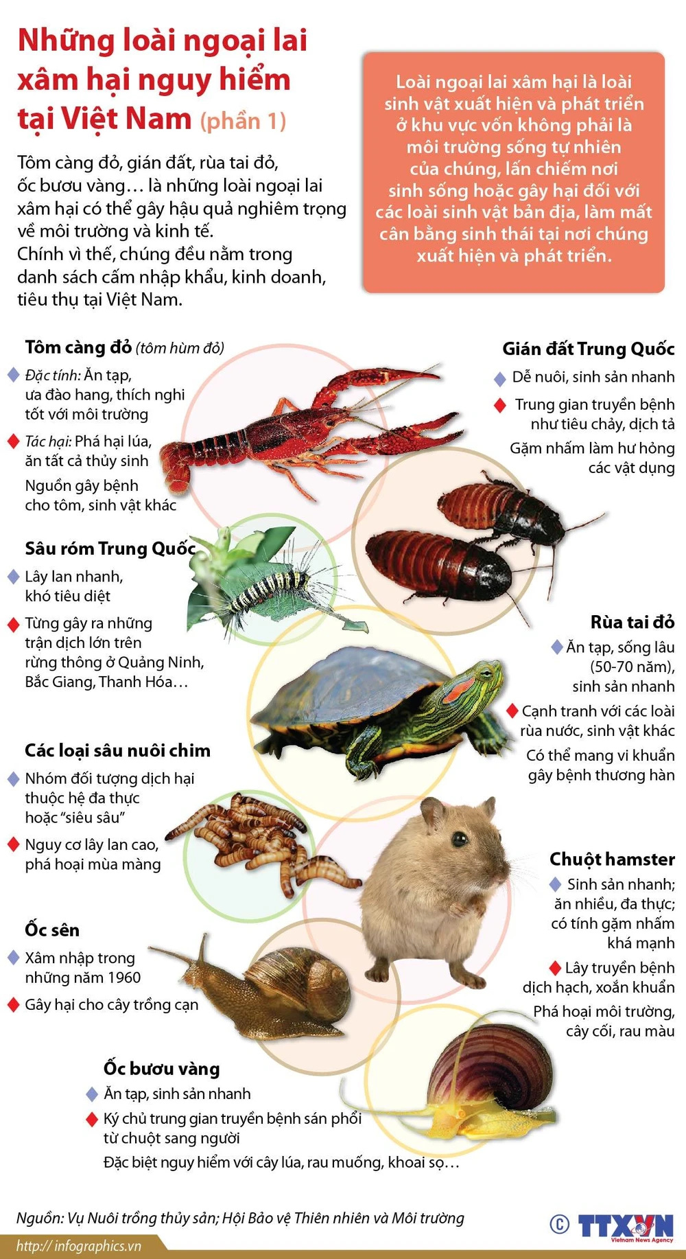 Những loài động vật ngoại lai xâm hại nguy hiểm tại Việt Nam | Vietnam+  (VietnamPlus)