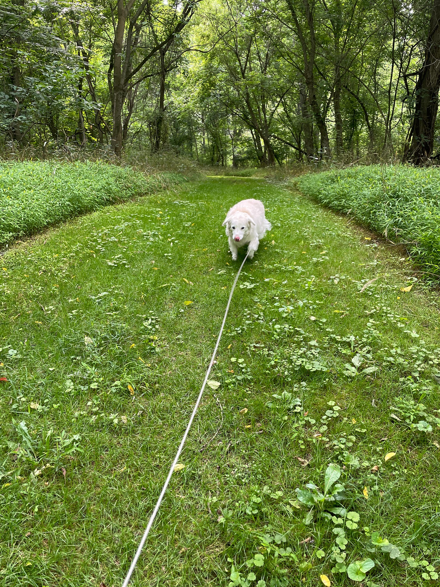A white dog walking on a flat, clear, green forest trail.