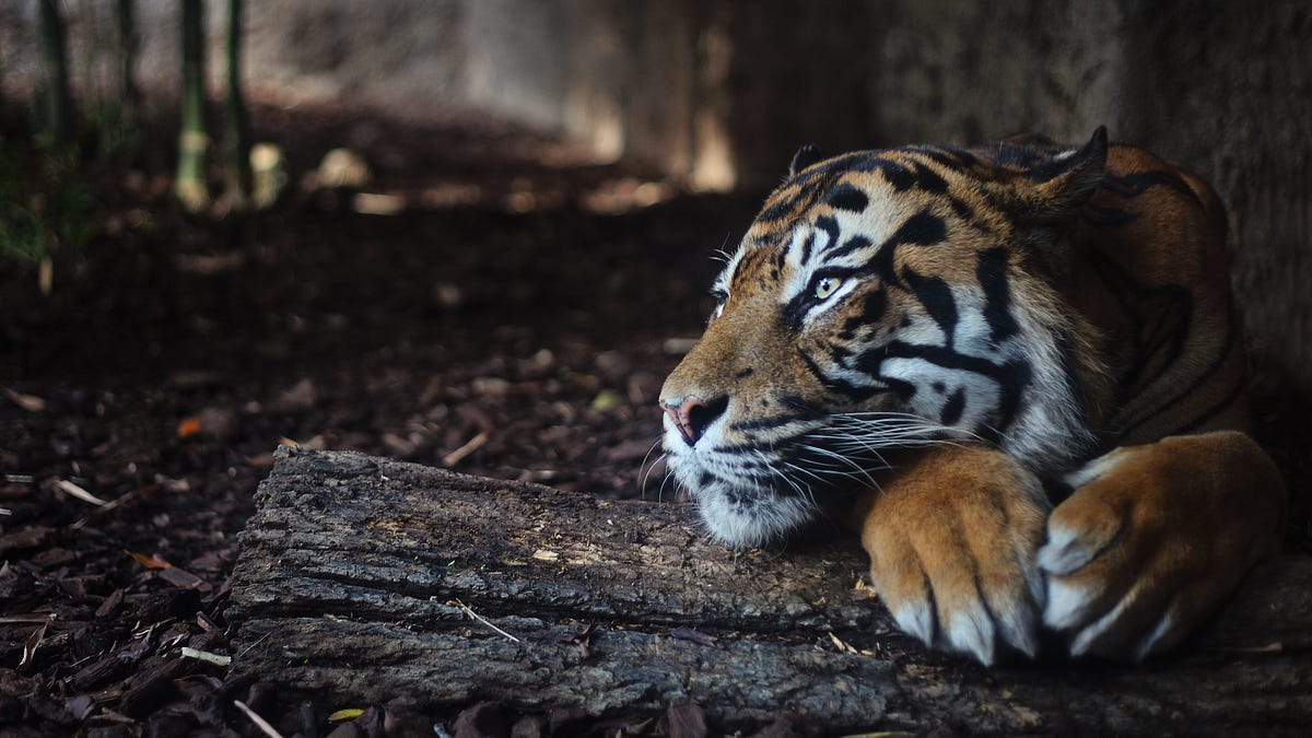 Tiger Global & SoftBank Bet the Farm - by Eric Newcomer