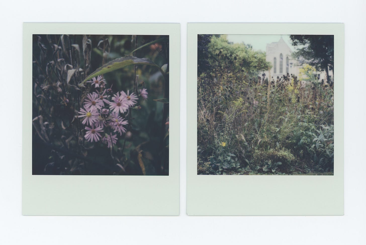 two polaroid photographs. the one on the left is a cluster of lavender aster blooms, surrounded by dried stalks of coneflowers. the one on the right is a wider shot of the prairie in various states of decay and bloom