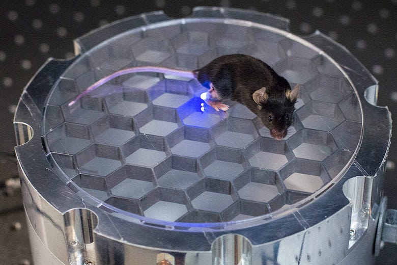 Stanford engineers develop a wireless, fully implantable device to  stimulate nerves in mice | Wu Tsai Neurosciences Institute