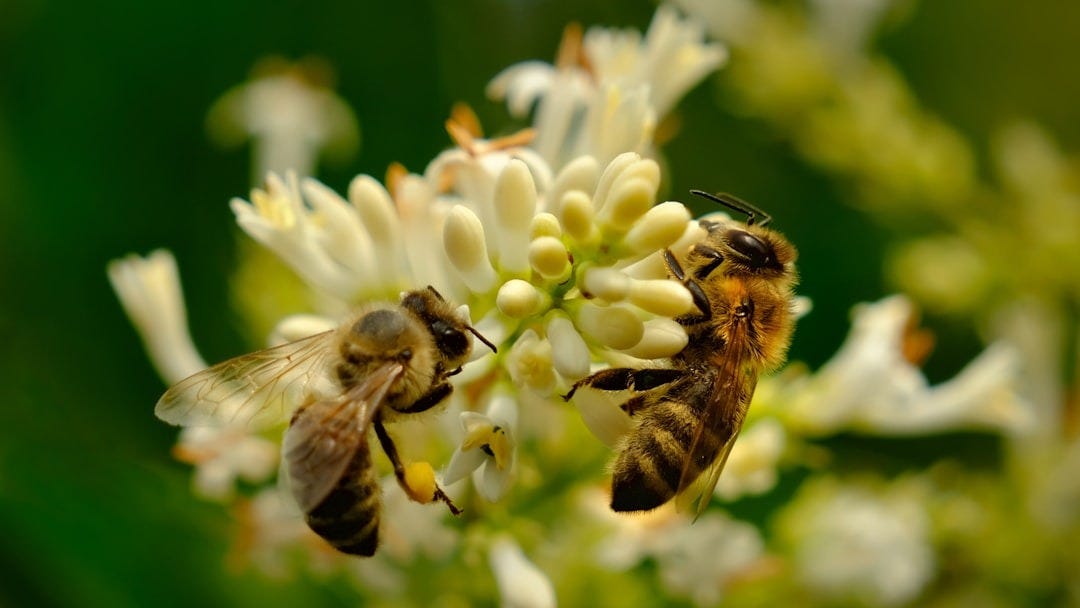 a group of bees on a flower a group of bees on a flower