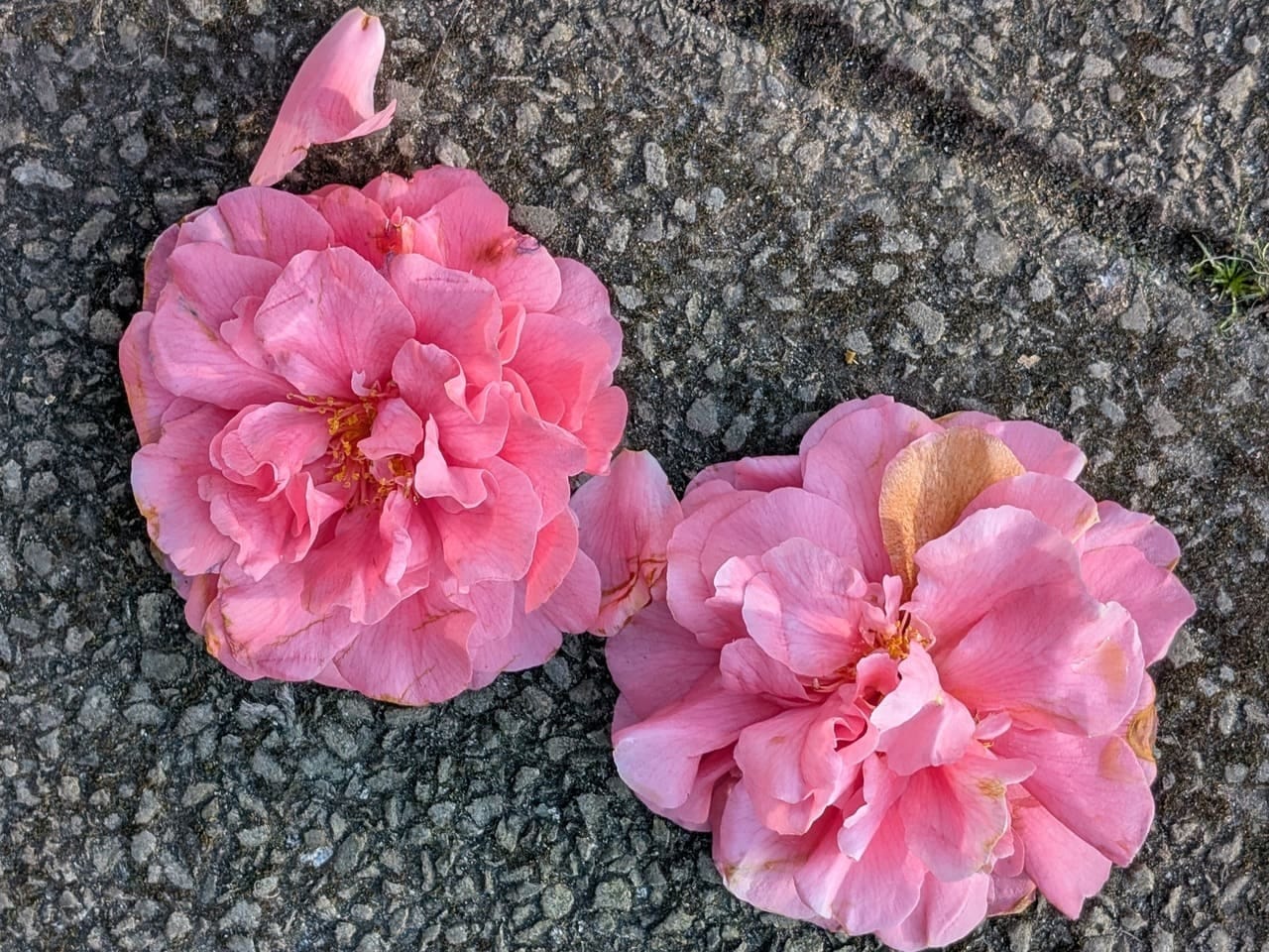 Pink camellia flowers on the pavement Pink camellia flowers on the pavement