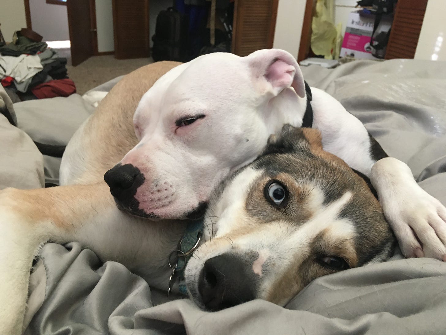 a white pit bull sits atop a coyote looking dog with two different colored eyes