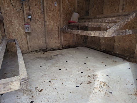 Chicken coop management, Trout lily, new pigs and lambs