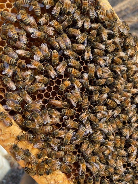 frame of honey bees with a queen bee frame of honey bees with a queen bee