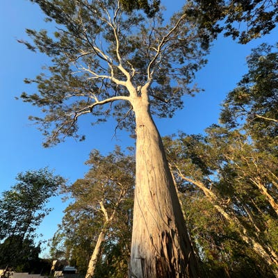 The gum tree