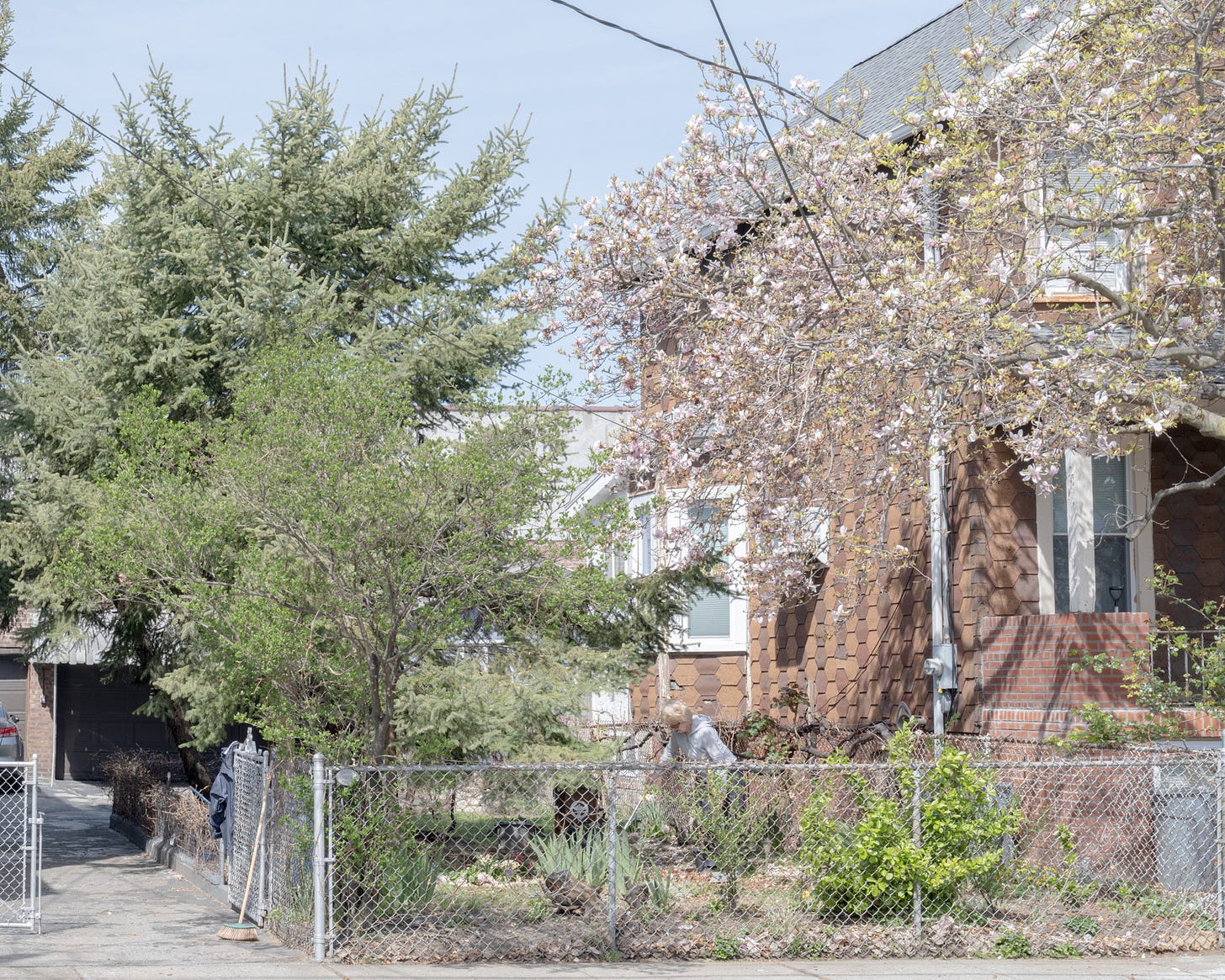 Woman cleaning up yard underneath blooming Magnolia tree