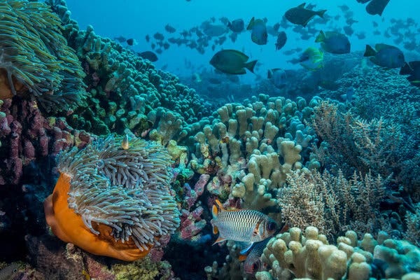 An underwater photo shows many varieties of healthy-looking coral — one orange, others greenish — and dozens of colorful fish. 