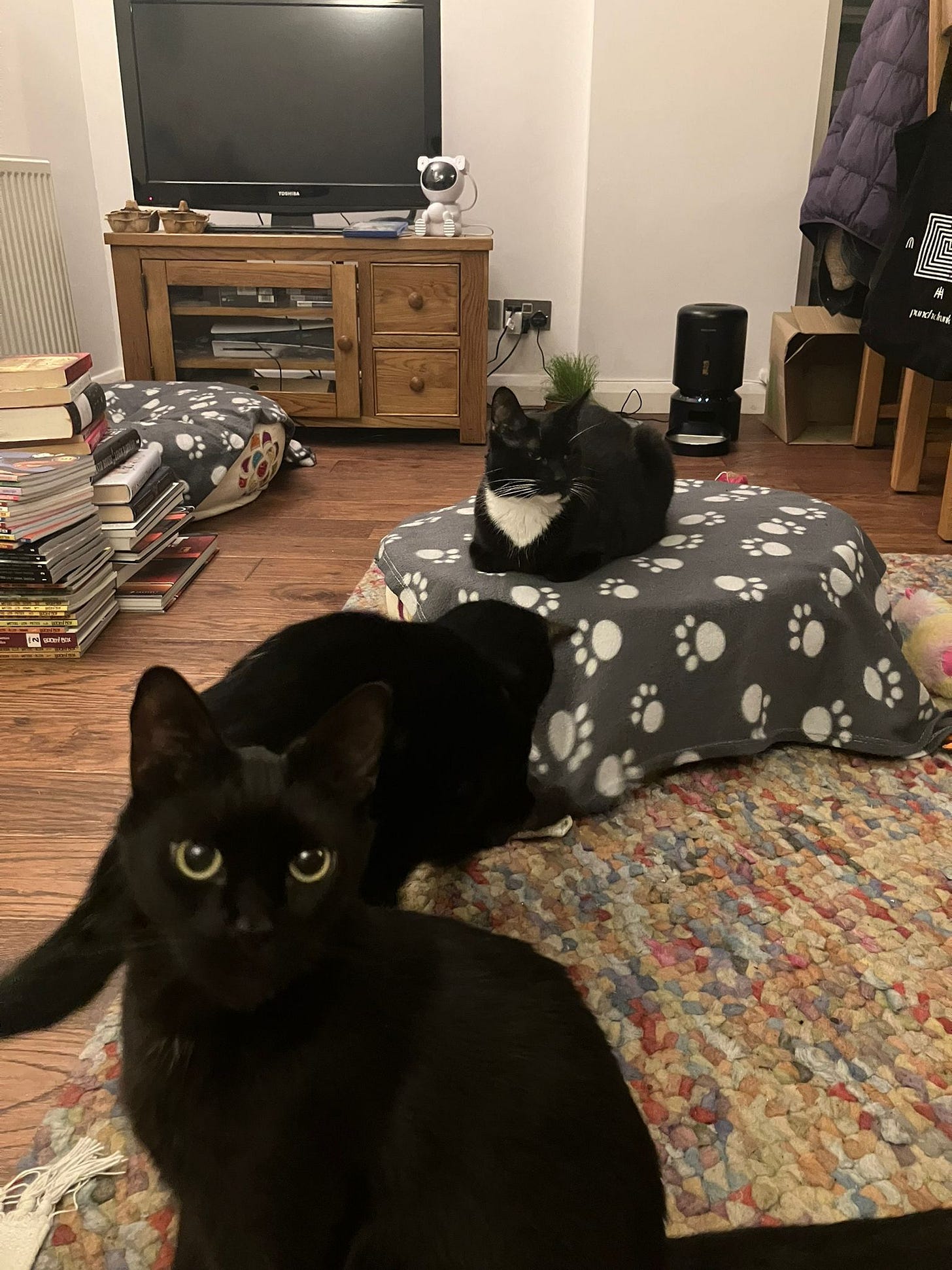 Three black cats relaxing in a cosy living room with books, rugs, and cushions, one cat watching the camera while another sits on a raised paw-print cushion - domestic scene accompanying the Tarot DMs interview with novelist Joanne Harris.