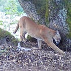 Sonoma County's mountain lion expert has a message for west county