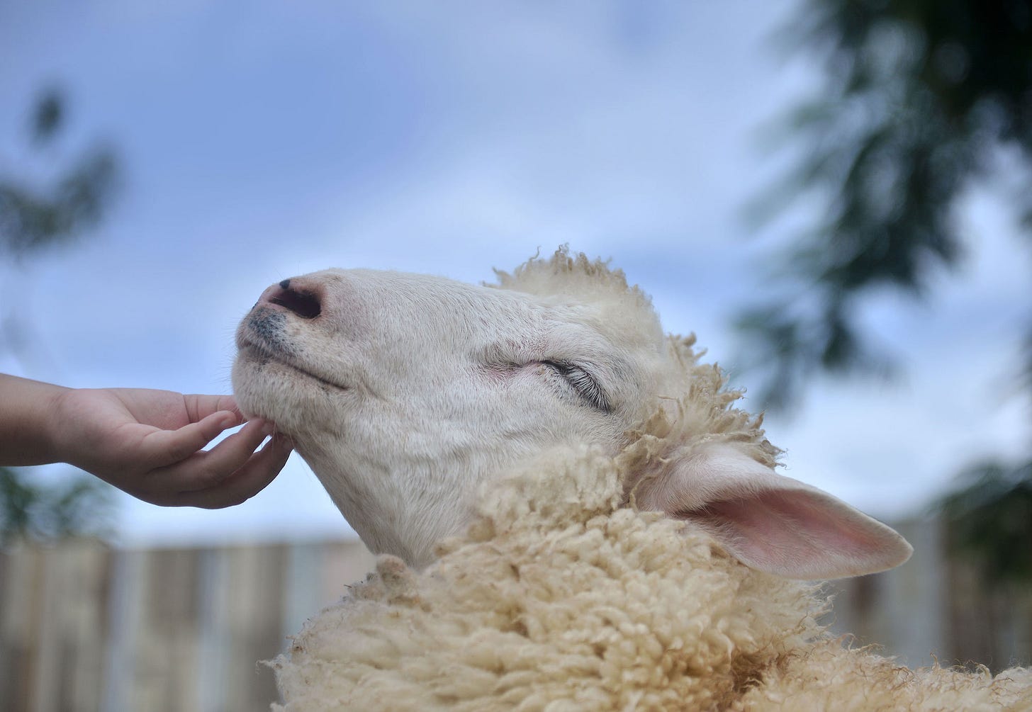 The secret lives of sheep | Animals Australia
