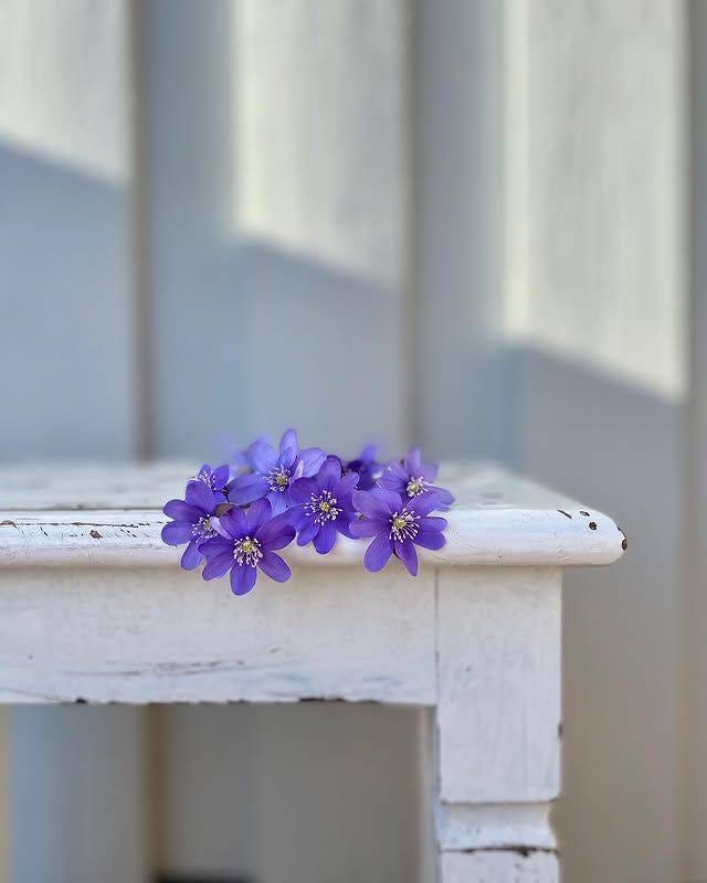 May be an image of scorpion grass and Lewisia