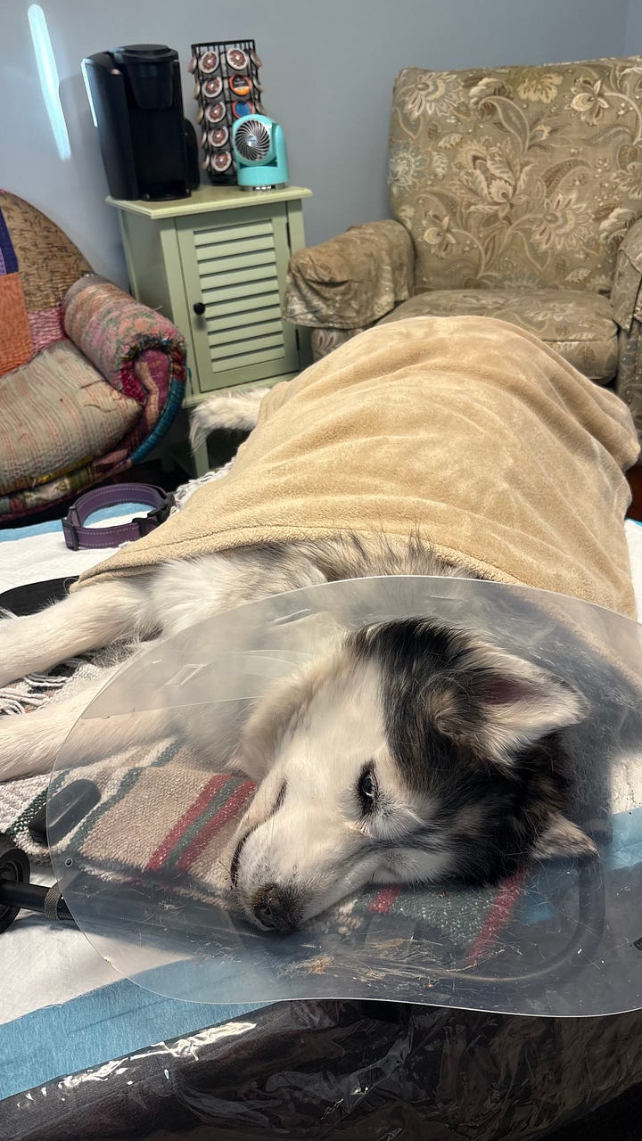 Puppy picture of Harley with my son; last picture before saying goodbye to Harley.