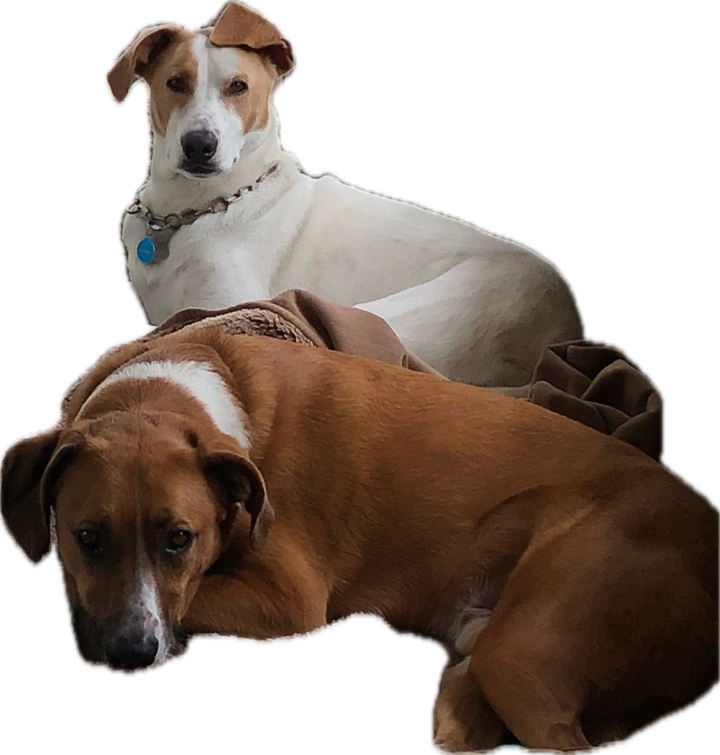 two hounds, one white with tan markings; one chestnut with white around the collar.