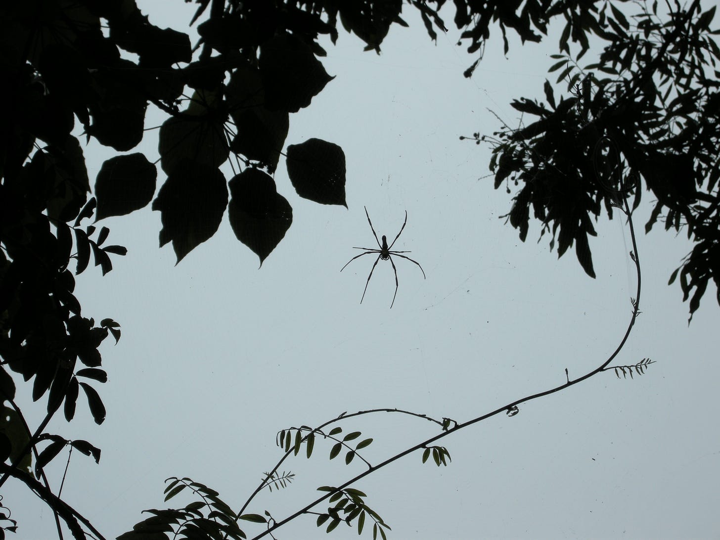A huntsman spider silhouetted between leaves