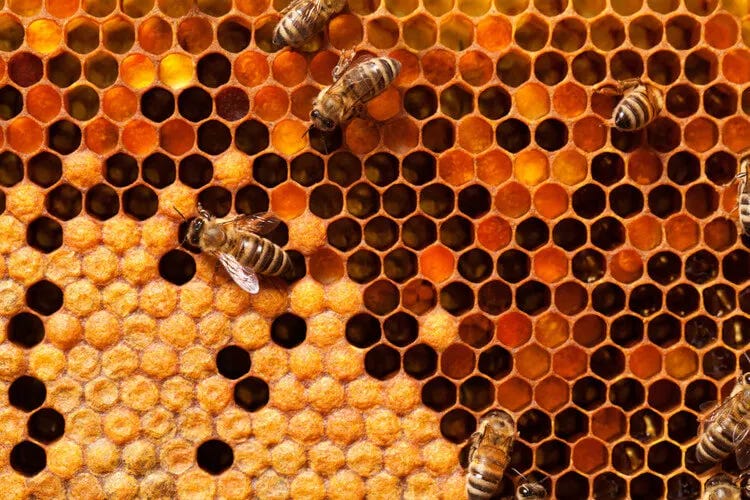 Celdas de un panel de abejas en detalle