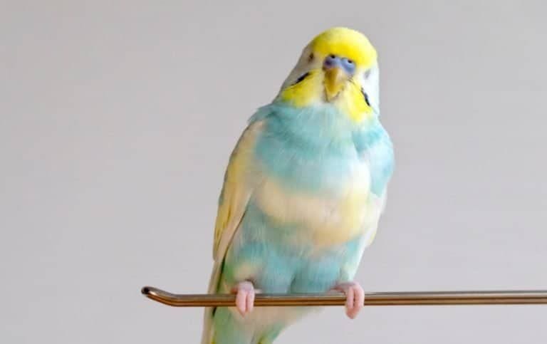 Budgerigar sitting on a branch