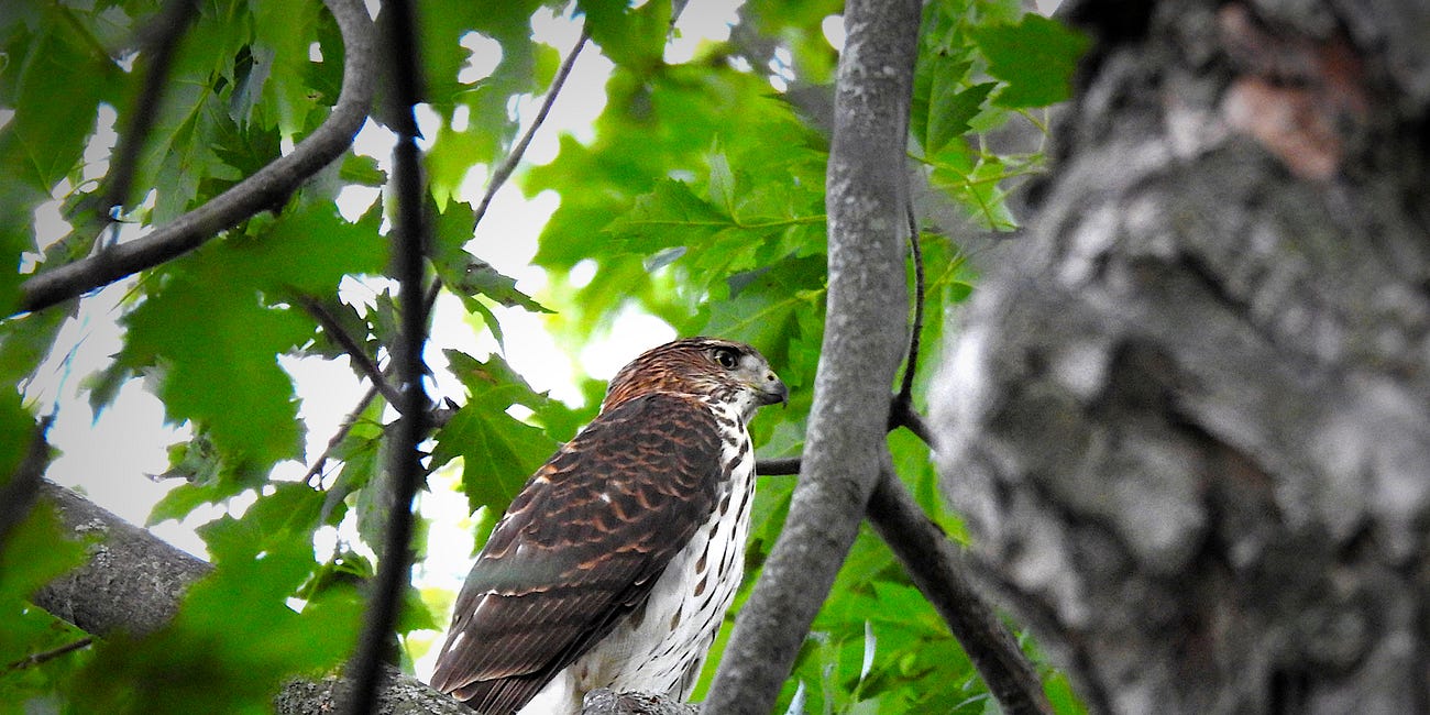 Cooper's Hawk: "Hunting Practice"
