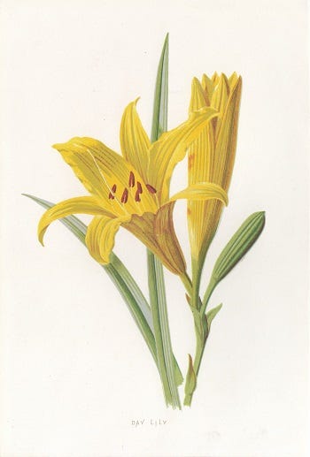 From the Spring Foraging Cookbook: Daylily and Dock