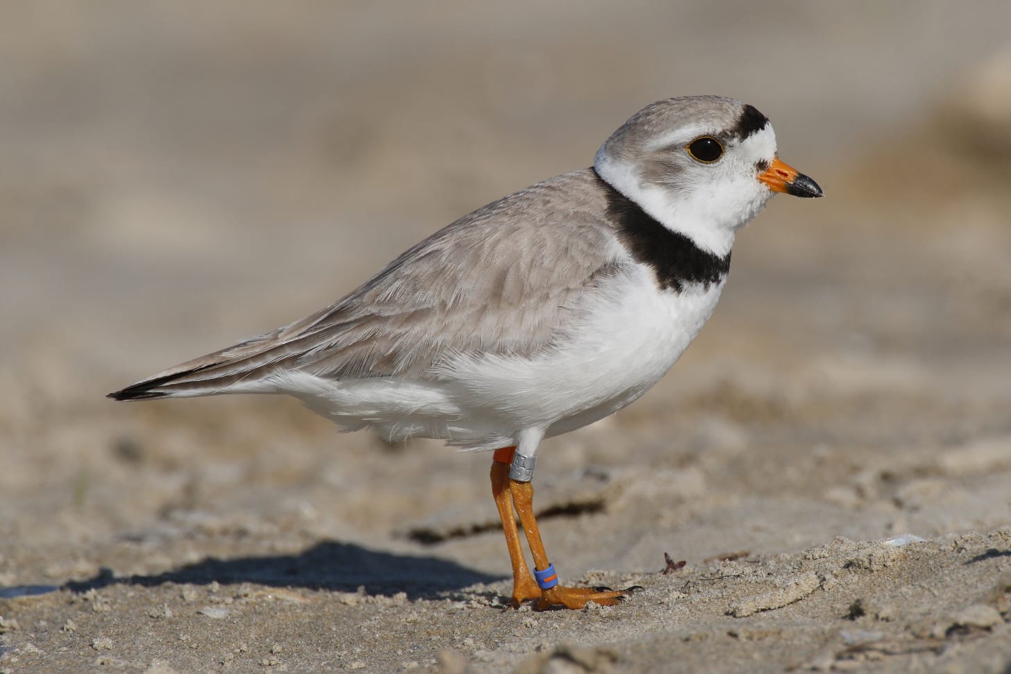 Piping plover - Wikipedia Piping plover - Wikipedia