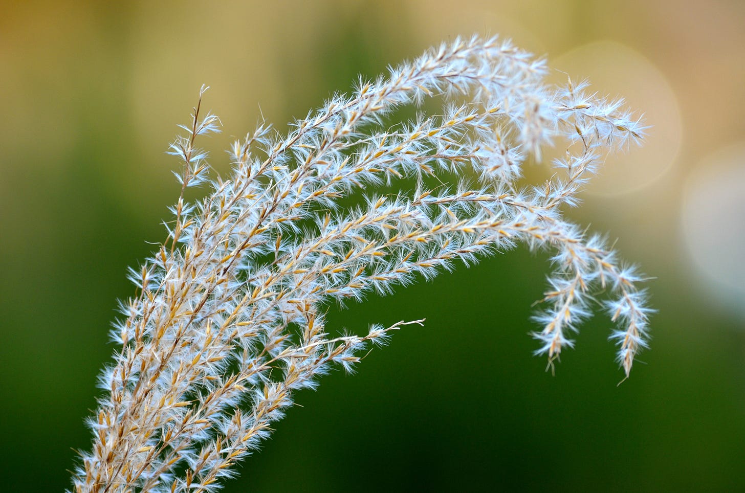 A close-up of a plant.