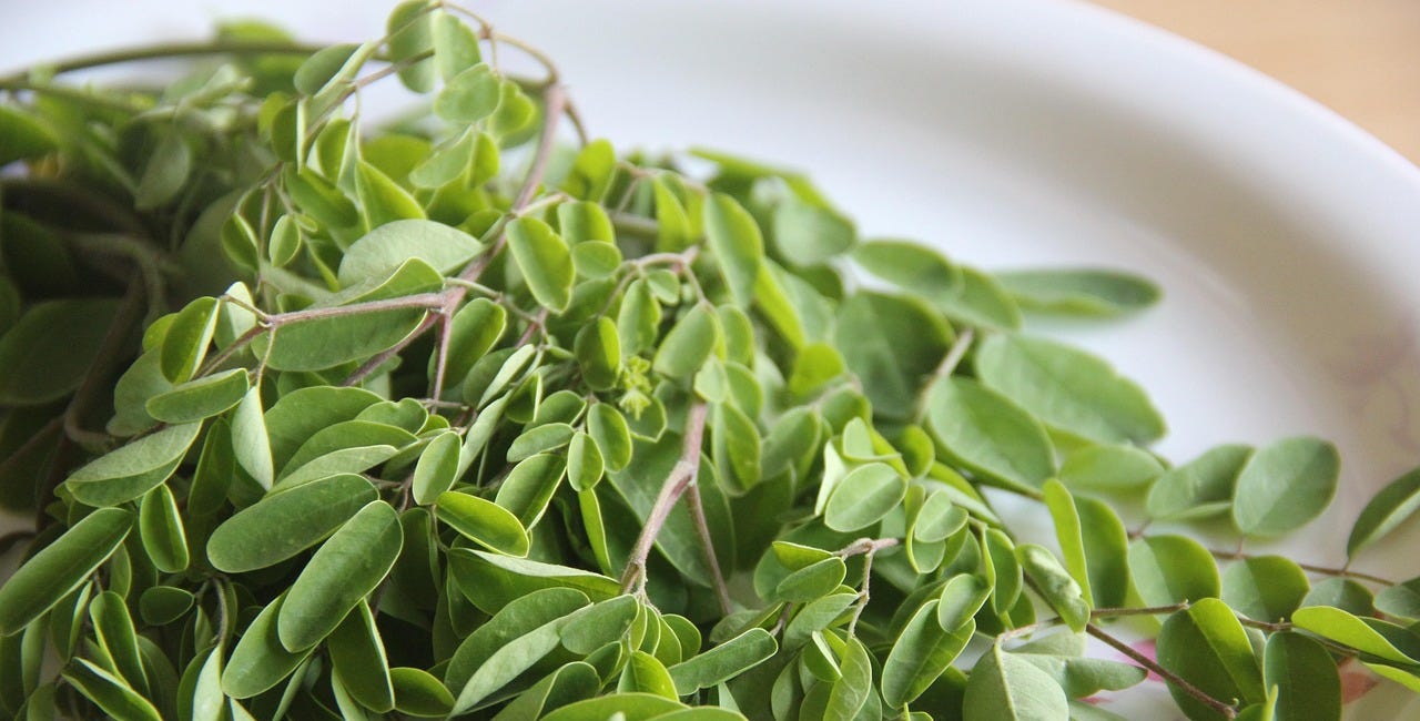 My Favorite Supplement! Miraculous Moringa; "Tree of Life" or "Miracle Tree"