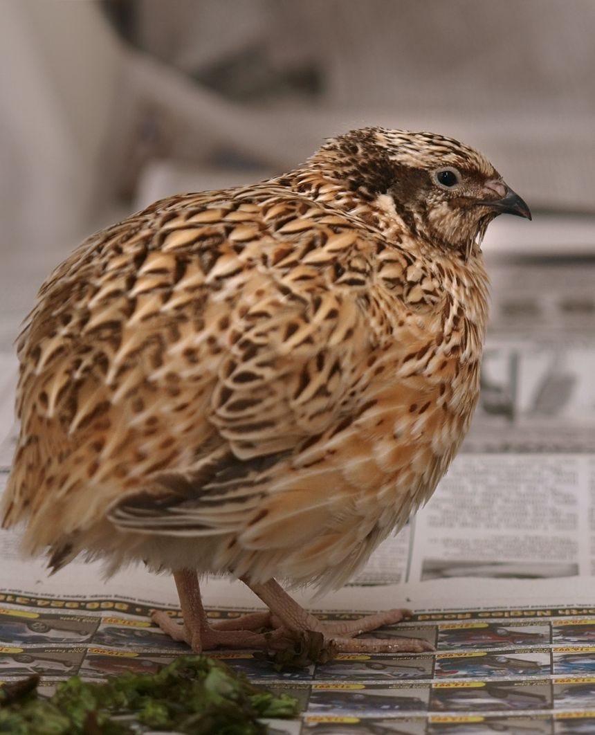 japanese quail